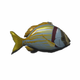 FishReefButterflyfish.png