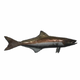 FishCobia.png