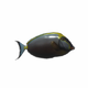 FishOrangespineUnicornfish.png