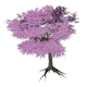 JapaneseCherry.png
