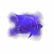 FishCosmicFish.png