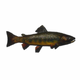 FishBrownTrout.png