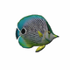 FishFoureyeButterflyFish.png