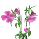 Godetia Flowers.png