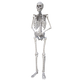Skeleton Posed.png