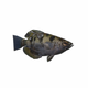 FishArcherfish.png