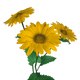 Heliopsis Flowers.png