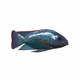 FishOreochromis.png