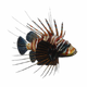 FishLionFish.png
