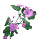 Lavatera Flowers.png