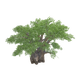 BaobabAfrican.png
