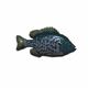 FishElectricBlueJackDempsey.png